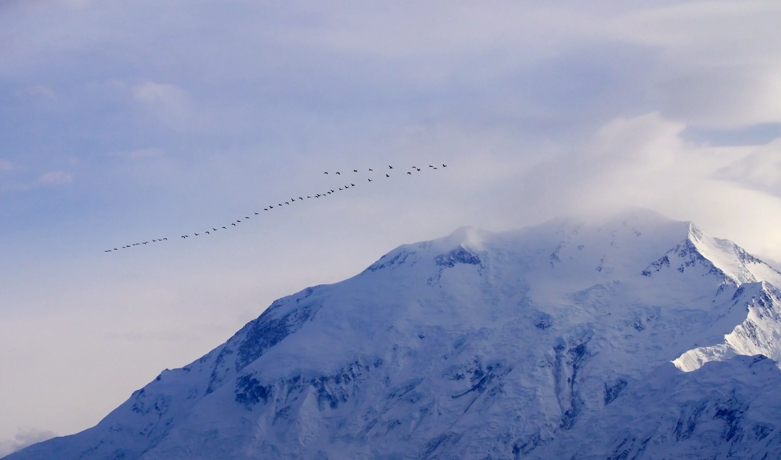 Oiseaux suivant leur leader volant paisiblement au dessus de sommets-enneigés